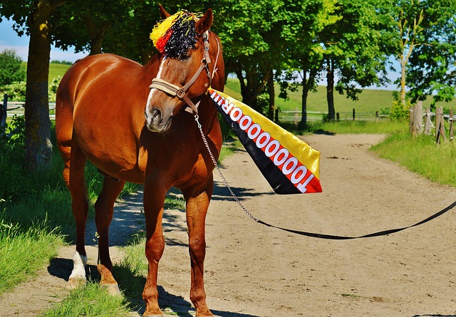 的康复计划 的康复计划